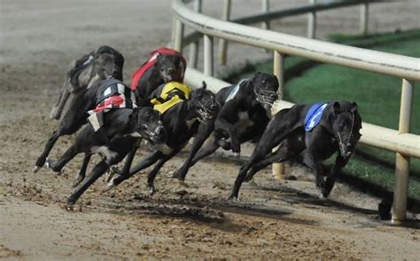 shelbourne dog results|Shelbourne Park Greyhound Race Results .
